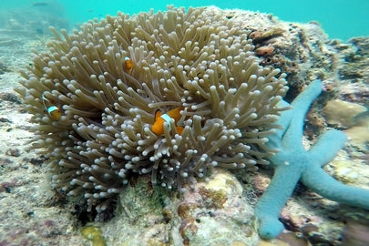 波姆波姆 + 马塔金 + 蒂姆巴-蒂姆巴 岛屿跳岛一日游