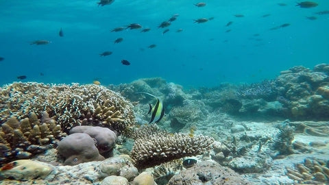 波姆波姆 + 马塔金 + 蒂姆巴-蒂姆巴 岛屿跳岛一日游