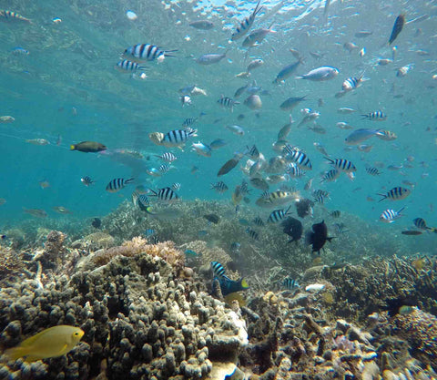 仙本那跳岛一日游 - 敦沙卡兰海洋公园