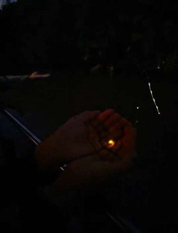 Kawa-Kawa Rivercruise Tour: Wildlife, Sunset & Fireflies