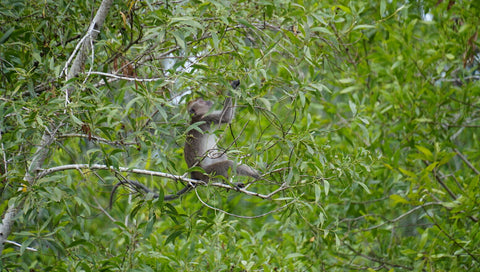 Kawa-Kawa Rivercruise Tour: Wildlife, Sunset & Fireflies