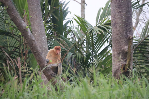 Kawa-Kawa Rivercruise Tour: Wildlife, Sunset & Fireflies