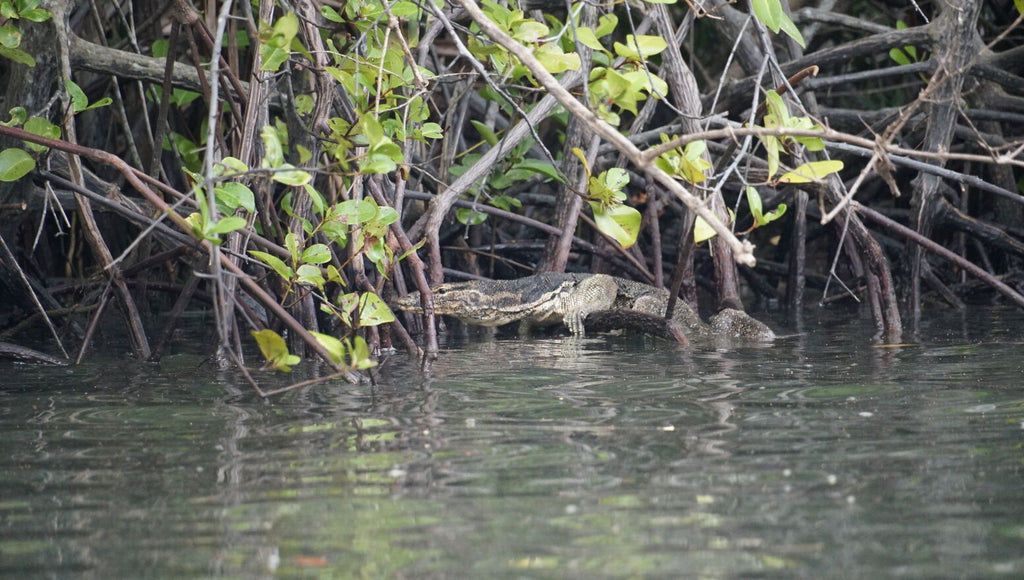 Kawa-Kawa Rivercruise Tour: Wildlife, Sunset & Fireflies