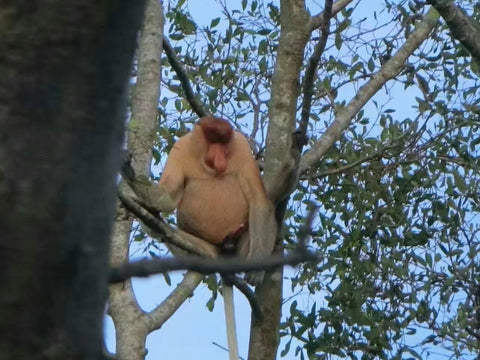 Kawa-Kawa Rivercruise Tour: Wildlife, Sunset & Fireflies