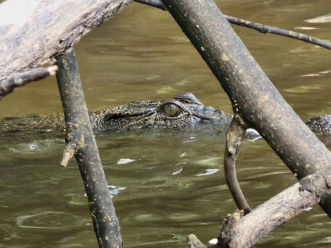 Kawa-Kawa Rivercruise Tour: Wildlife, Sunset & Fireflies